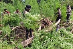 BNN musnahkan dua hektare ladang ganja di Aceh Besar