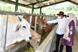 Sumut kembangkan instalasi  pembibitan sapi dorong produksi daging