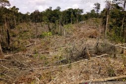 KPHP Mukomuko laporkan perambah hutan
