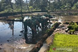 TNI bantu warga bercocok tanam padi di Desa Sihuom