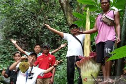 Bunga kibut mekar di kawasan wisata Napal Jungur Seluma