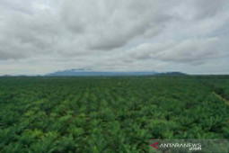 Palm and rubber commodities remain mainstay for West Kalimantan
