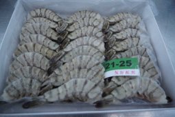 KKP yakin udang asal Indonesia bisa dominasi pasar AS