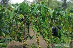Petani Rejang Lebong kembangkan kopi sambung pucuk