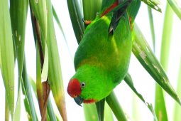 Yayasan KOMIU Sulteng  teliti 109 burung hidup di hutan Sulteng
