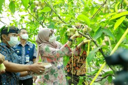 443 tim pemuda Banyuwangi daftar program "Jagoan Tani"