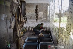 Spektrum - Maggot solusi urai sampah organik yang miliki nilai ekonomis