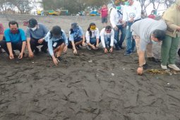 Puluhan tukik lekang  berlarian menuju laut di  Pantai Bugel Kulon Progo