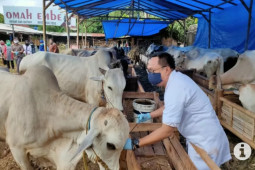 MUI saran daging kurban diolah lalu  dibagi ke warga terdampak pandemi