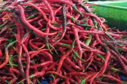 Harga cabai merah di Sumut anjlok menjadi  Rp10.000 per kg