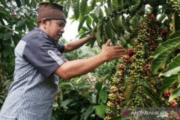 Gencarkan pemasaran Kopi Petaling Khas Bangka, Sumardi jadi mitra binaan PT Timah