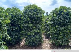 Petani di Kabupaten Belitung diimbau jual lada ketika harga stabil