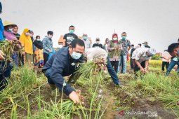 Wali Kota Padangsidimpuan panen bawang