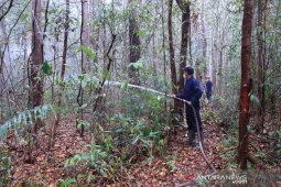 Palangka Raya kembangkan 1.600 ha hutan kota jadi ekowisata