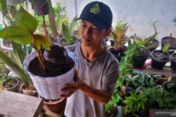 Santai di tengah pandemi COVID-19 bonsai kelapa jadi duit