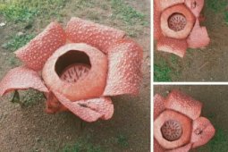 Polda Bengkulu lacak penjual bunga rafflesia di facebook