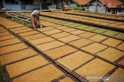 Produksi tembakau di Kabupaten Sumedang