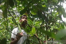 Petani milenial asal Subulussalam ini sukses dulang rupiah dari tabulampot