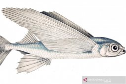 DKP selidiki kegiatan ilegal pengambilan telur ikan terbang di Malra, tegakan aturan