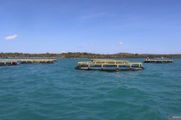 Pulau Semau jadi percontohan budidaya kerapu dan kakap