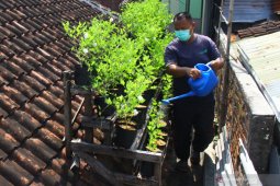Manfaatkan Atap Rumah Untuk Berkebun