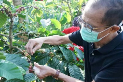 Pemkab Magetan dorong kopi Alastuwo menjadi komoditas andalan