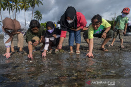 Pelepasliaran Tukik Hijau di Donggala