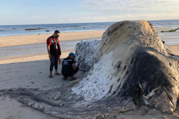 Nelayan temukan mamalia diduga paus sperma  mati di pantai Sumba Tengah