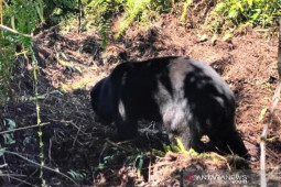 Beruang madu terjerat 24 jam di kebun warga