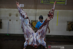 RPH Surya Surabaya siapkan teknis pemotogan hewan kurban