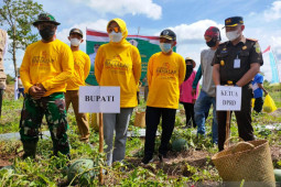 Bupati panen perdana semangka di Desa Antar Raya
