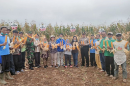 Pemkab Dairi panen bersama jagung hibrida