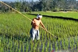 Petani Bali akui mudah dapatkan asuransi pertanian