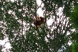 Waduh! Orangutan Tapanuli mulai rusak pohon durian masyarakat