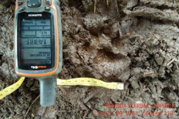 Heboh,  11 ekor kambing warga Tapsel mati mengenaskan, tiga hilang