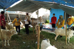 Distan Banten periksa kesehatan hewan kurban dan prokes pedagang