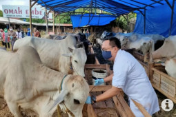 Ini persediaan hewan  kurban di Aceh Besar