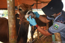 Pemkot Lhokseumawe jamin stok hewan kurban mencukupi