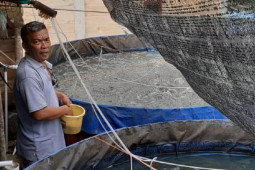 Dinas Perikanan Mukomuko bagikan 50.000 benih ikan kepada petani