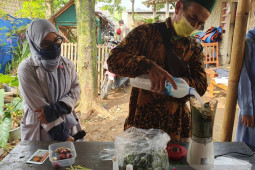 Mahasiswa IPB bantu petani usir hama wereng di Tenjolaya
