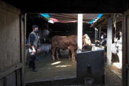 Pemkot Madiun periksa kesehatan hewan kurban jelang Idul Adha
