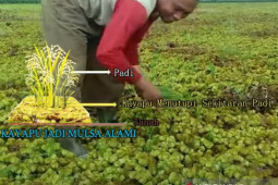 Video-Inovasi Kabah Wilda manfaatkan Kayapu tingkatkan produktiftas pertanian