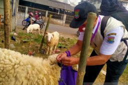 Pemkab Tangerang terjunkan 106 petugas untuk periksa hewan kurban