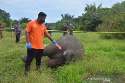 Polisi buru pembunuh gajah di Aceh Timur