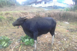Distan Ternate akan periksa hewan kurban, tegakkan aturan