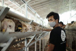 Sentra Ternak Lampung berdayakan anak-anak muda putus sekolah