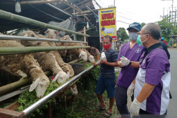 Penjualan hewan kurban di Jember turun selama PPKM darurat