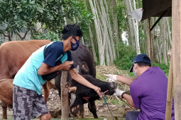 DKPP Jember periksa kesehatan hewan kurban jelang Idul Adha