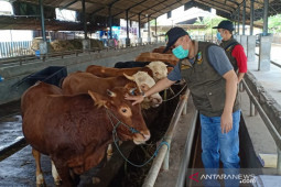Pemkab Bekasi kerahkan petugas untuk periksa hewan kurban