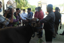 DPRD Maluku serahkan hewan kurban ke Masjid Al Fatah Ambon, begini penjelasannya